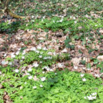 Maßnahmenkonzept für den Eichenpark